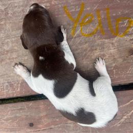 Girl 1 - Liver and white female German Shorthaired Pointer puppy in Fremont, Nebraska from Weiland GSP's