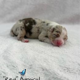 Red Admiral - Red merle male Australian Shepherd puppy in Jonesborough, Tennessee from Lotus Australian Shepherds