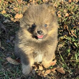 Wilder - Chocolate and tan male Pomeranian puppy in Raymondville, Missouri from Pampered Pomskies