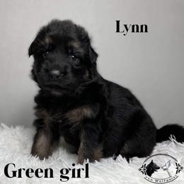 German Shepherd and White Shepherd Puppies from Von Wulfgeist Shepherds