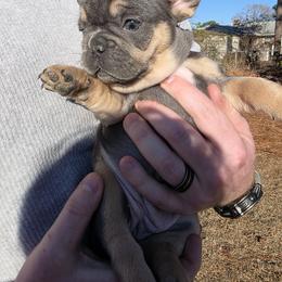 Bubbles - Blue fawn female French Bulldog puppy in Fayetteville, North Carolina from Burger's Pups