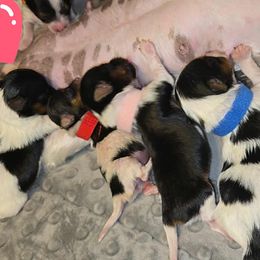 Biewer Terrier and Yorkshire Terrier Puppies from Granny's yorkshire Terrier Modesto California
