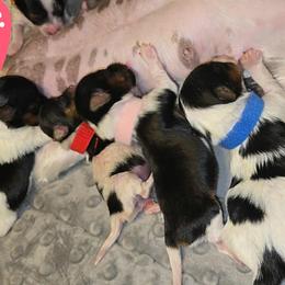 Biewer Terrier and Yorkshire Terrier Puppies from Granny's yorkshire Terrier Modesto California