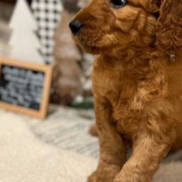Boy 6 - Light Blue Collar - Apricot Goldendoodle puppy in Mansfield, Texas from Double H Doodles