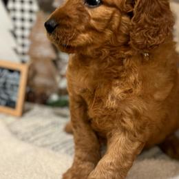 Boy 6 - Light Blue Collar - Apricot Goldendoodle puppy in Mansfield, Texas from Double H Doodles