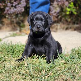 Labrador Retriever Puppies from Majestic Forrest Labradors
