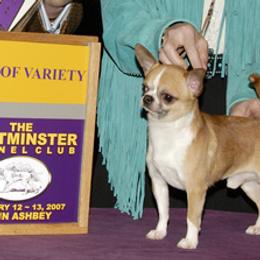 Chihuahua puppies from Rafina Chihuahuas