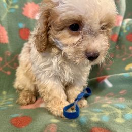 Barlow - Cream male Cavapoo puppy in Howe, Oklahoma from Cuddly Cavapoos
