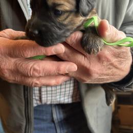 Isabel (Green collar) - Wheaten female Soft Coated Wheaten Terrier puppy in Cody, Wyoming from Yellowstone Breeders