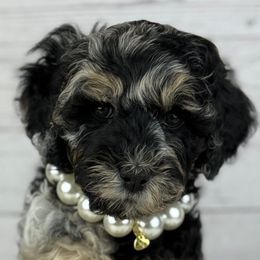 Augusta - Merle female Australian Labradoodle puppy in Mansfield, Ohio from Providence Labradoodles, LLC