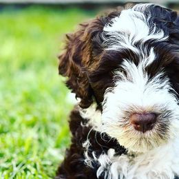 Portuguese Water Dogs from West Coast PWD