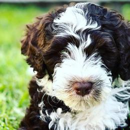 Portuguese Water Dogs from West Coast PWD