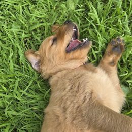 Golden Retriever Puppies from City Goldens