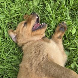 Golden Retriever Puppies from City Goldens