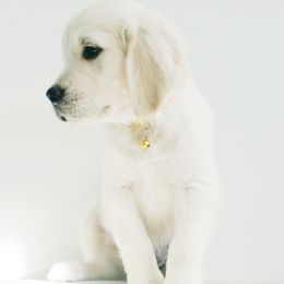 Golden Retriever and Labrador Retriever Puppies from Sierra Hills Retrievers