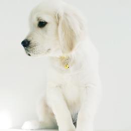 Golden Retriever and Labrador Retriever Puppies from Sierra Hills Retrievers