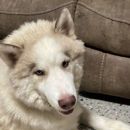 Max - Siberian Husky