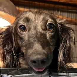 Primrose - Dachshund