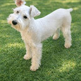 Miniature Schnauzer All Grown Up from Good Shepherd K9 Initiative