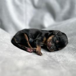 Kirk - Black and tan male Cavalier King Charles Spaniel puppy in Festus, Missouri from Team Turner Cavalier King Charles Spaniels