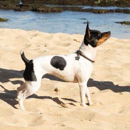 Journey - Rat Terrier