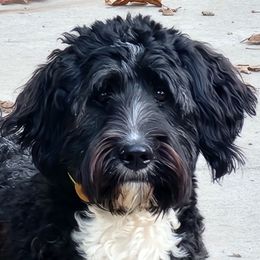 Ava - Bernedoodle