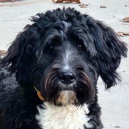 Ava - Bernedoodle