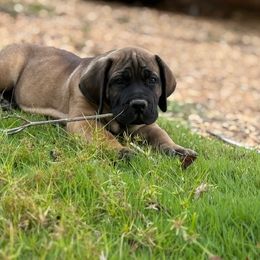 Orange collar - Brown male Boerboel puppy in Prattville, Alabama from Indian Ridge Boerboels