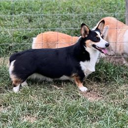 Lyra - Pembroke Welsh Corgi