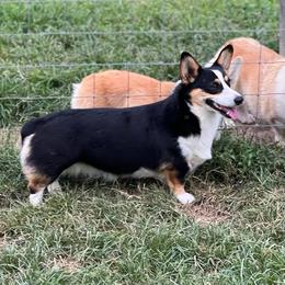 Lyra - Pembroke Welsh Corgi