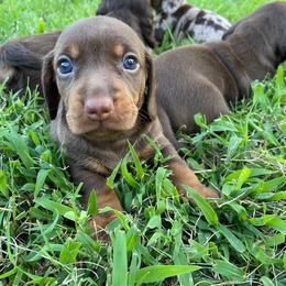 Dachshund Puppies from Lakeview Dachshunds