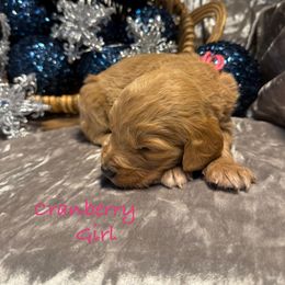 Cranberry - Red  female Goldendoodle puppy in Rockville, Minnesota from Bracha Poodles & Doodles