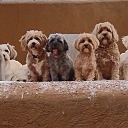 Cavapoochons from Razberry Meadows