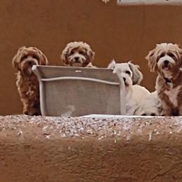 Cavapoochons from Razberry Meadows