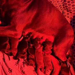 Green boy - Black and rust male Doberman Pinscher puppy in Peru, Indiana from De luxe dobermans