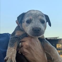 Girl 2 - Blue mottled female Australian Cattle Dog puppy in Choctaw, Oklahoma from Karen Elliott