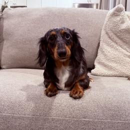 Saphie - Dachshund