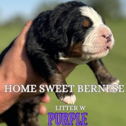 W Purple - Black rust and white male Bernese Mountain Dog puppy in Winigan, Missouri from Home Sweet Bernese