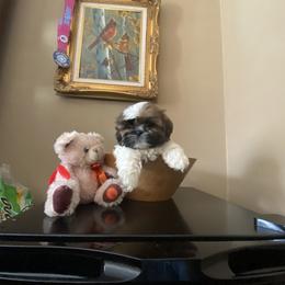Boy 1 - Tricolor male Shih Tzu puppy in Troy, Michigan from "Shihtzu Best Friend"