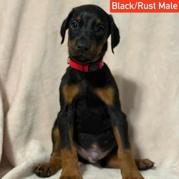 Red Collar - Black and rust male Doberman Pinscher puppy in Lake City, Florida from Paintedcrazy Doberman Pinchers