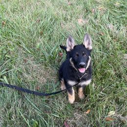 German Shepherd Puppies from Adelheid Shepherds