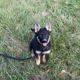 German Shepherd Puppies from Adelheid Shepherds