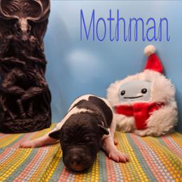 Mothman - White and black male Rat Terrier puppy in Lynn, Alabama from Cryptic Rat Terriers