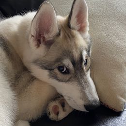 Siberian Husky Puppies from KPM Siberians