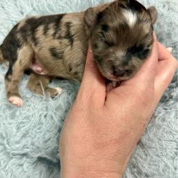 Cruz - Blue merle male Toy Australian Shepherd puppy in Science Hill, Kentucky from Southern Paws Kennels