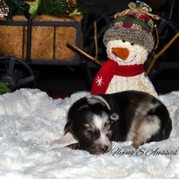 Maisie - Blue merle female Australian Shepherd puppy in Marshall, Texas from Flying S Aussies
