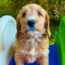 Astrid - Apricot female Goldendoodle puppy in Minneapolis, Minnesota from The Golden Roo