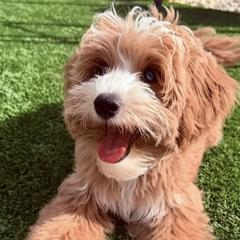 Bernedoodles and Goldendoodles from Dainty Doodle Dogs