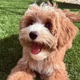 Bernedoodles and Goldendoodles from Dainty Doodle Dogs