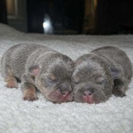 French Bulldog puppies from FarmHouse Frenchies